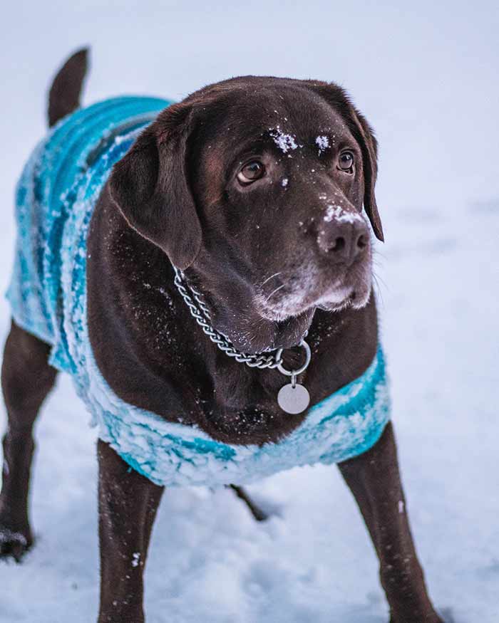 Snow Day Chocolate Labrador 