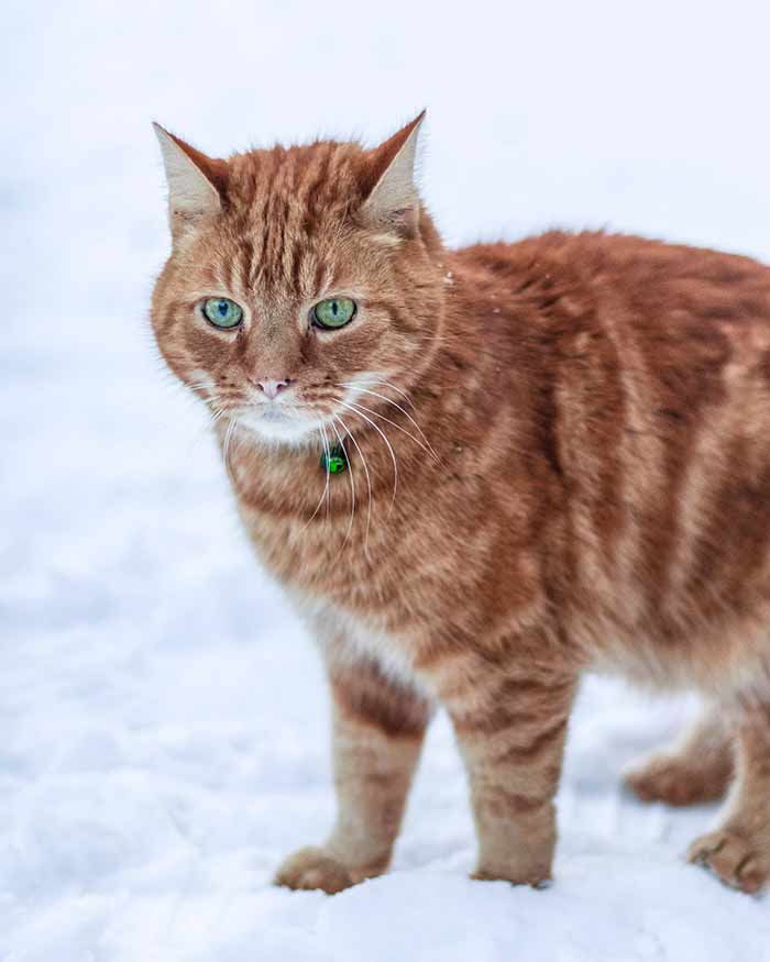 Snow Day Ginger Cat