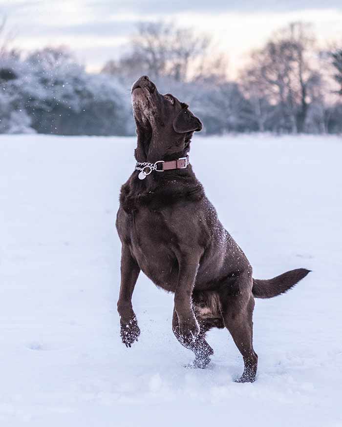 Snow Day Chocolate Labrador 