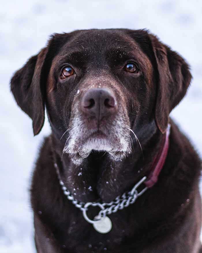 Snow Day Chocolate Labrador 