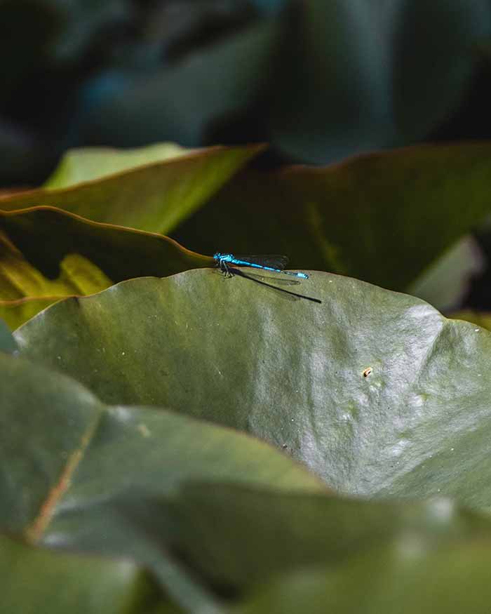 Dragon Fly