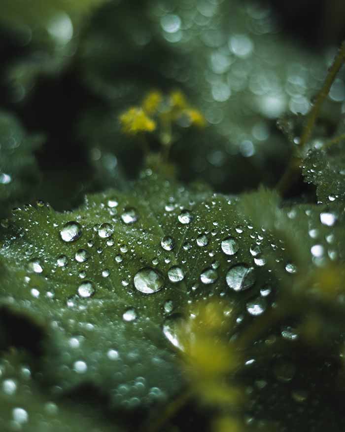 Raindrops Greenery