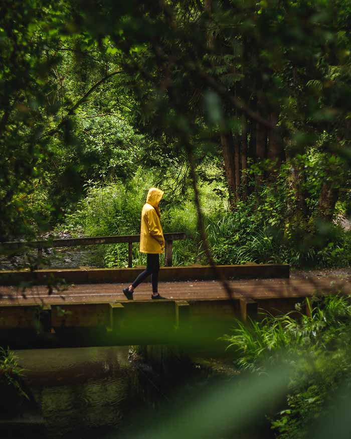 Rainy Woodland Walk
