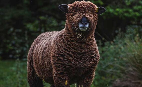 Fluffy Sheep