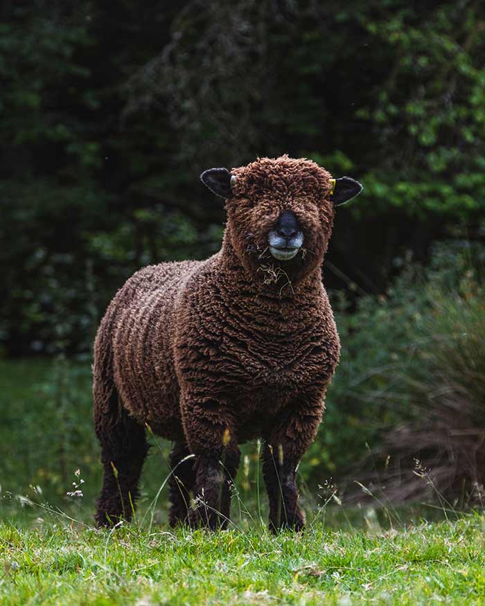 Fluffy Sheep